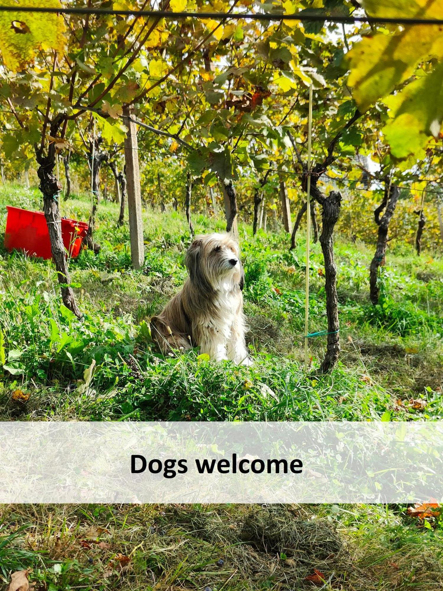 Vineyard Cottage Skatlar Otocec Bagian luar foto